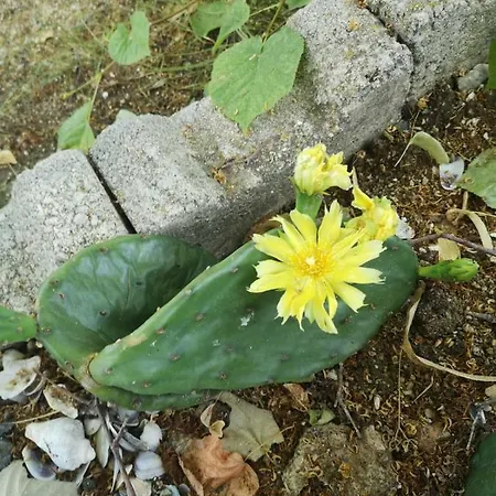 St. Nicola Penzion Achtopol
